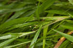 Openflower rosette grass